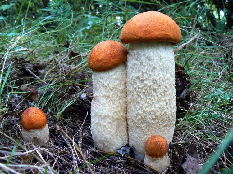 В Коми - первые грибы В Коми - первые грибы