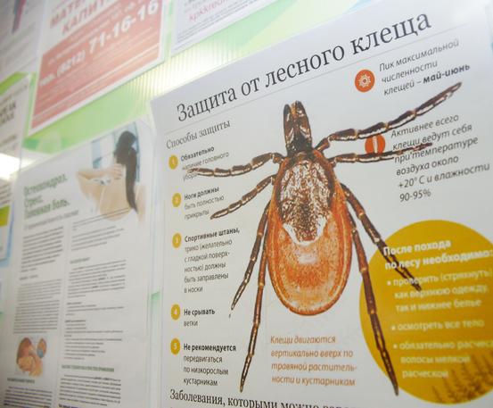 В Коми зафиксирован первый укус клеща В Коми зафиксирован первый укус клеща