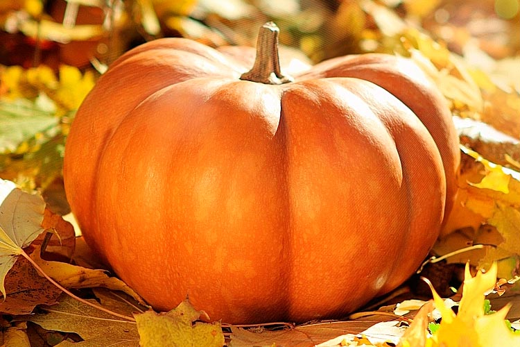 Тыква pumpkin.jpg
