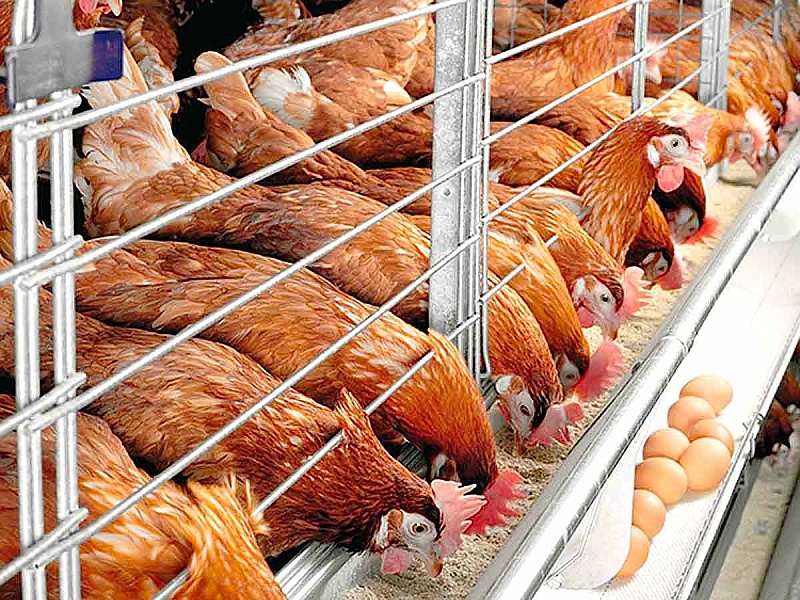 В Коми планируют повысить уровень самообеспечения республики продуктами В Коми планируют повысить уровень самообеспечения республики продуктами