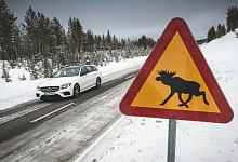 В Коми лось погиб под колёсами автобуса