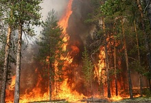 За сезон в Коми произошло 228 лесных пожара