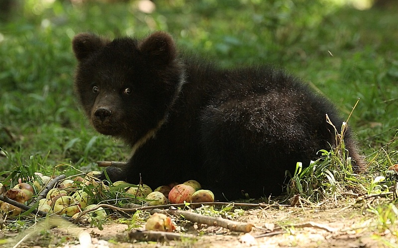 Медведица Пужа может вернуться в Коми уже этим летом