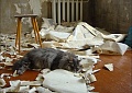 Бесплатно - помощник