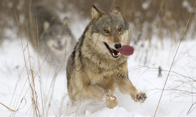 Охотникам в Коми будут платить за добычу волков и медведей
