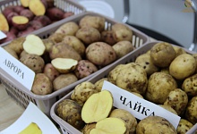 Сельхозпроизводители Коми представили свою продукцию бюджетным организациям и закупочным сетям