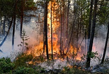 Пожары в Коми тушат около 500 человек из девяти регионов РФ
