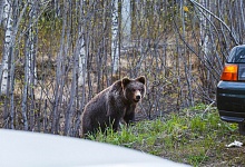 В Седъю заметили медведя