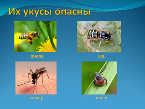 Их укусы очень опасны Их укусы очень опасны