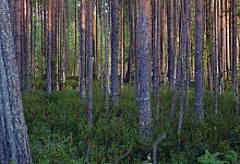 Ухтинские спасатели отыскали на болоте заблудившегося охотника 