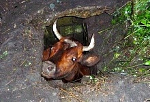 Под Ухтой спасали корову