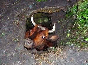 Под Ухтой спасали корову Под Ухтой спасали корову
