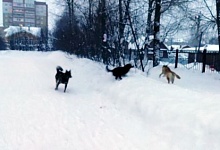 В Ухте бродячие собаки оккупировали территорию школы №10
