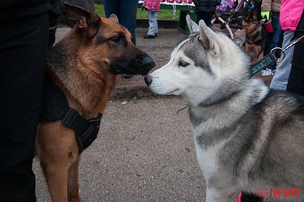 В Ухте прошли «Мохнатые старты»