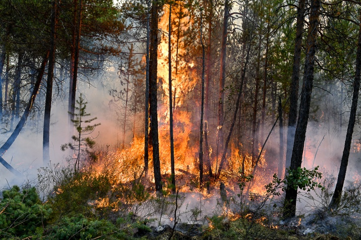 Пожары в Коми тушат около 500 человек из девяти регионов РФ