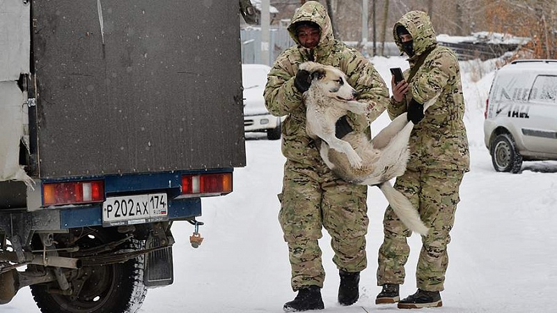 Меры ответственности за нападения собак Госдума пересмотрит в феврале