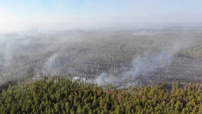 В Минприроды назвали сумму ущерба от лесных пожаров с начала года