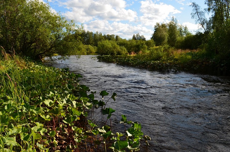 Обнаружено загрязнение реки Белая Кедва в ухтинском районе (+ ВИДЕО)